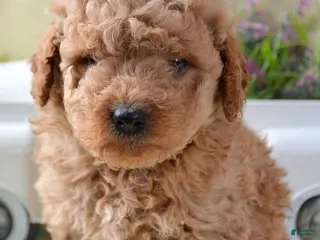 Mini Goldendoodle dogs Mini Goldendoodle Denver - Ad 7