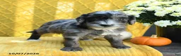 Mini Goldendoodle dogs for sale: Pippin - Ad 2
