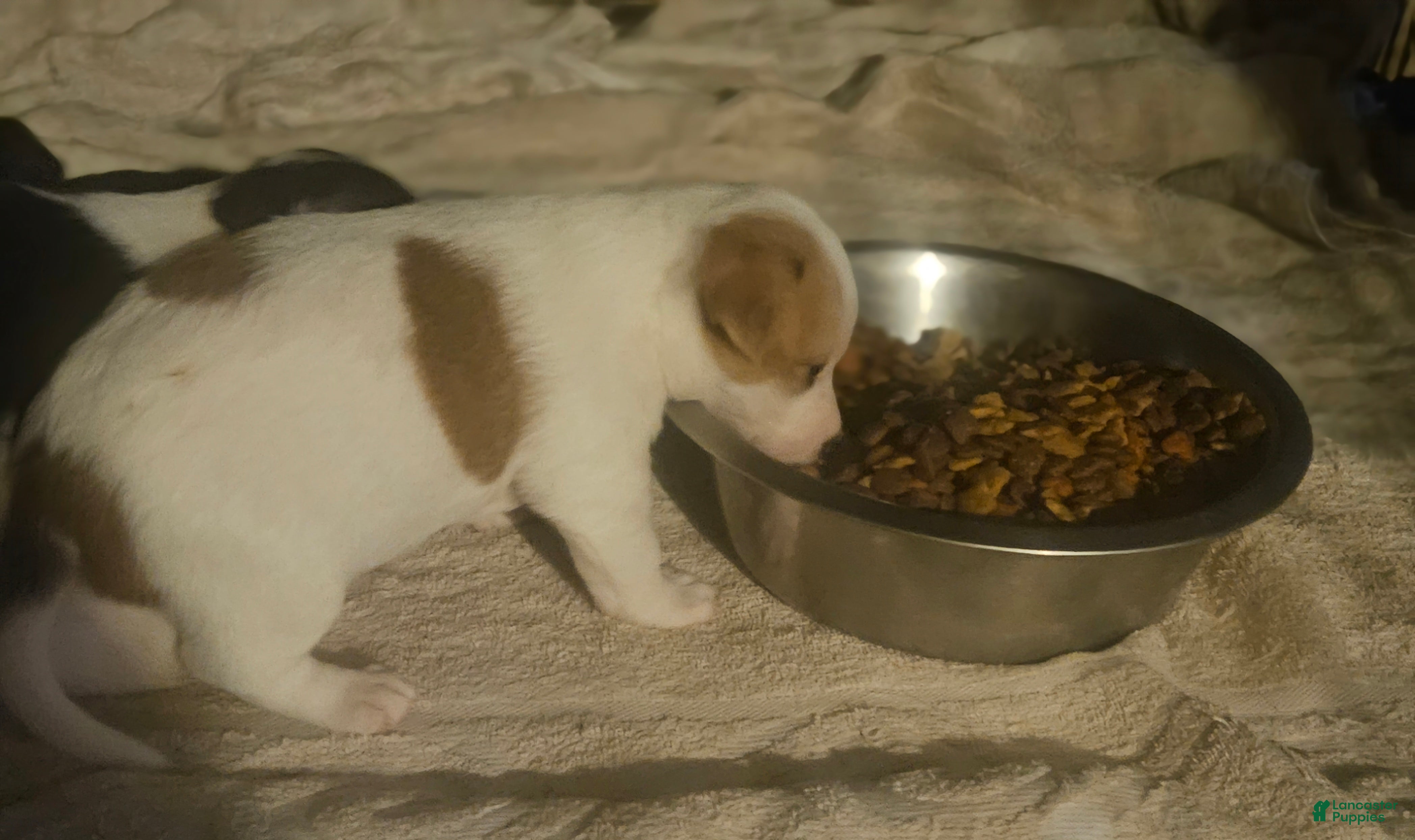 Chihuahua dogs  Flo - Ad 35