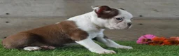Boston Terrier dogs for sale: Brandon - Ad 5