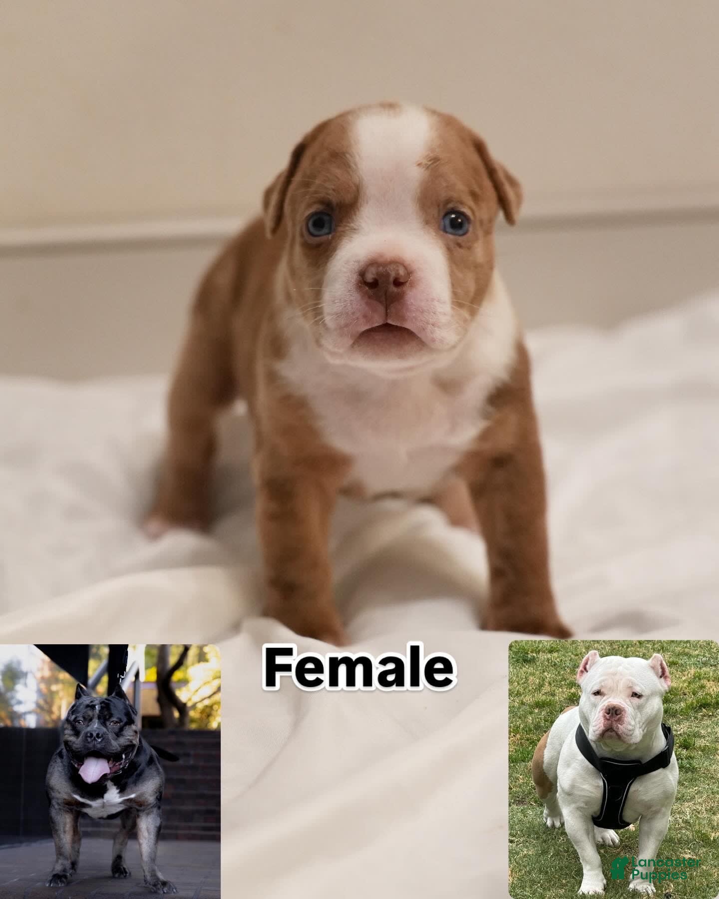 American Pitbull Puppy Breeders In California Southern California