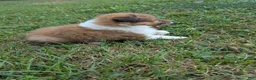 Shetland Sheepdog dogs for sale: Shetland Sheepdog 1 - Ad 4