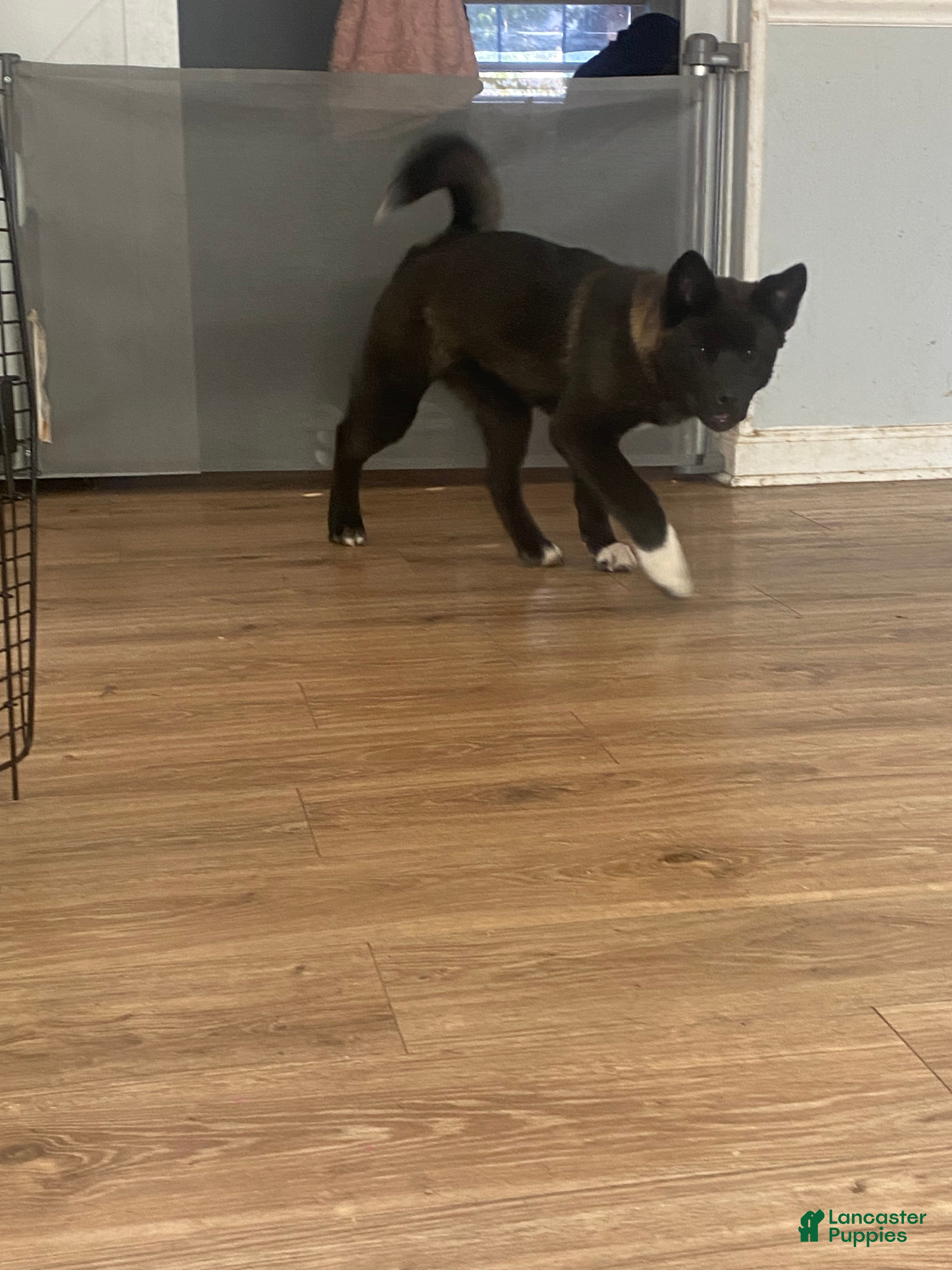 Akita dogs Akita Puppy 3 - Ad 35