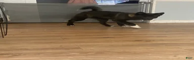 Akita Puppy 3