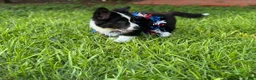 Welsh Corgi Cardigan dogs for sale: Ace FLUFFY - Ad 10