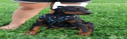 Doberman Pinscher dogs for sale: Doberman Pinscher 4 - Ad 18