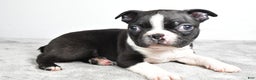 Boston Terrier dogs for sale: Jackson - Ad 7