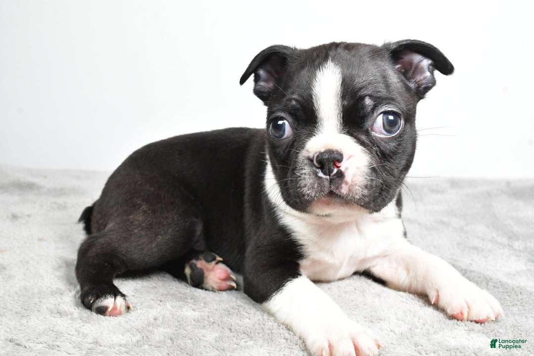 Boston Terrier dogs for sale: Jackson - Ad 7