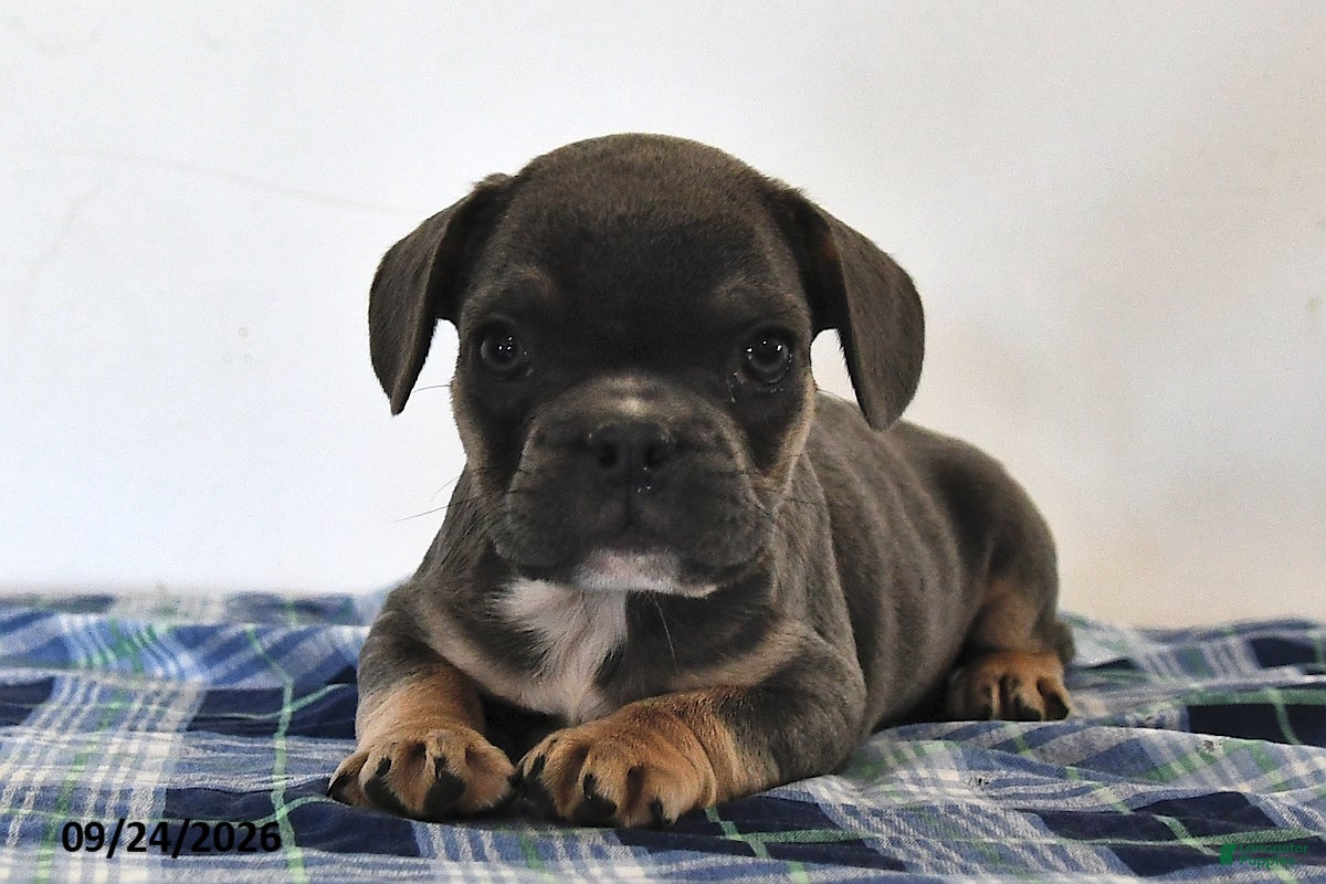 Mixed Breed dogs Levi - Ad 1