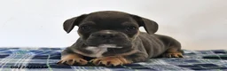 Mixed Breed dogs for sale: Levi - Ad 1