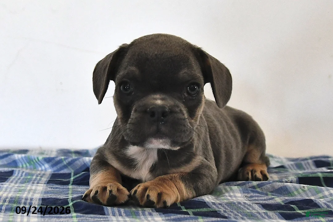 Mixed Breed dogs for sale: Levi - Ad 1