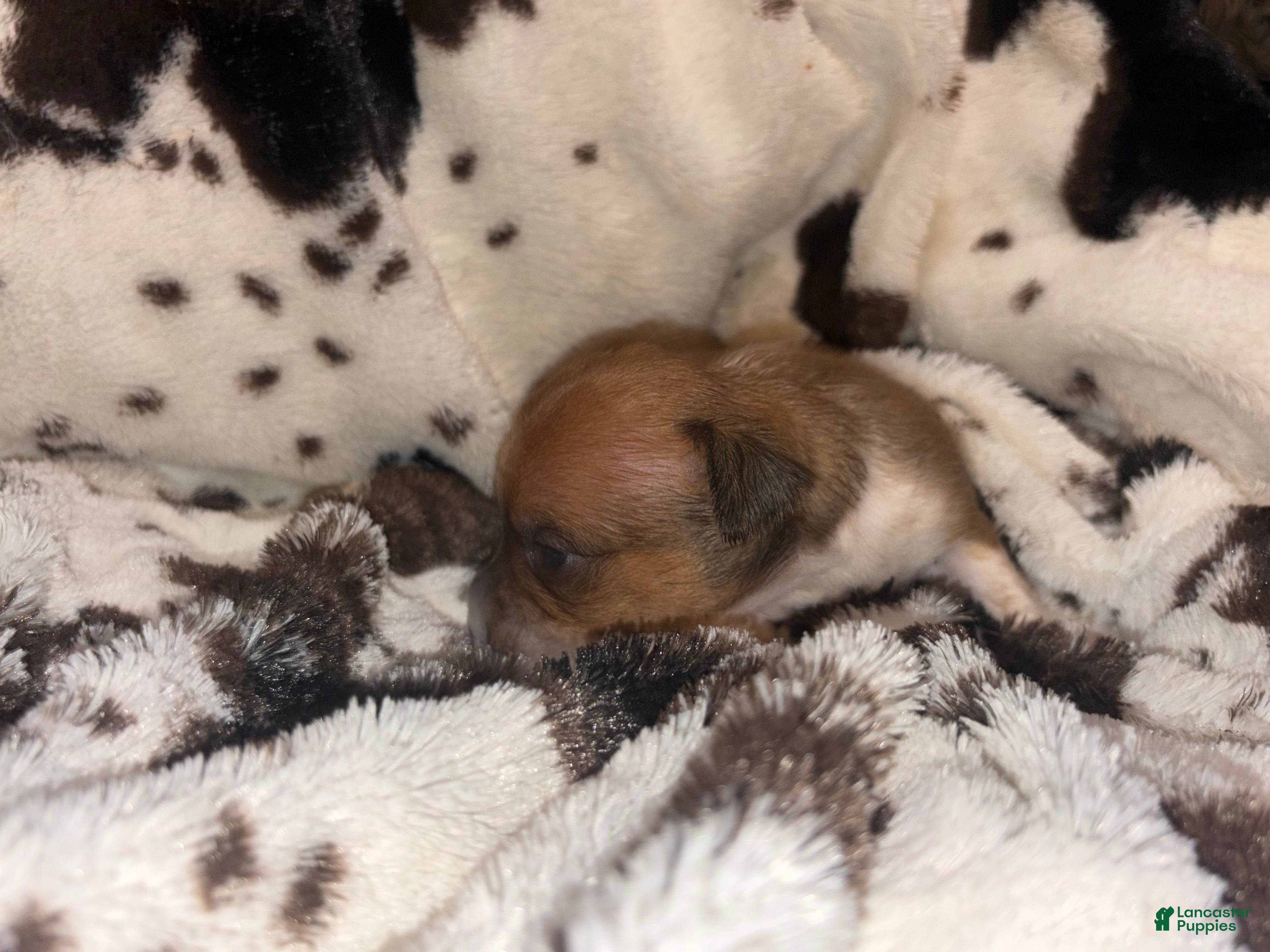 Chihuahua dogs Blue  - Ad 2