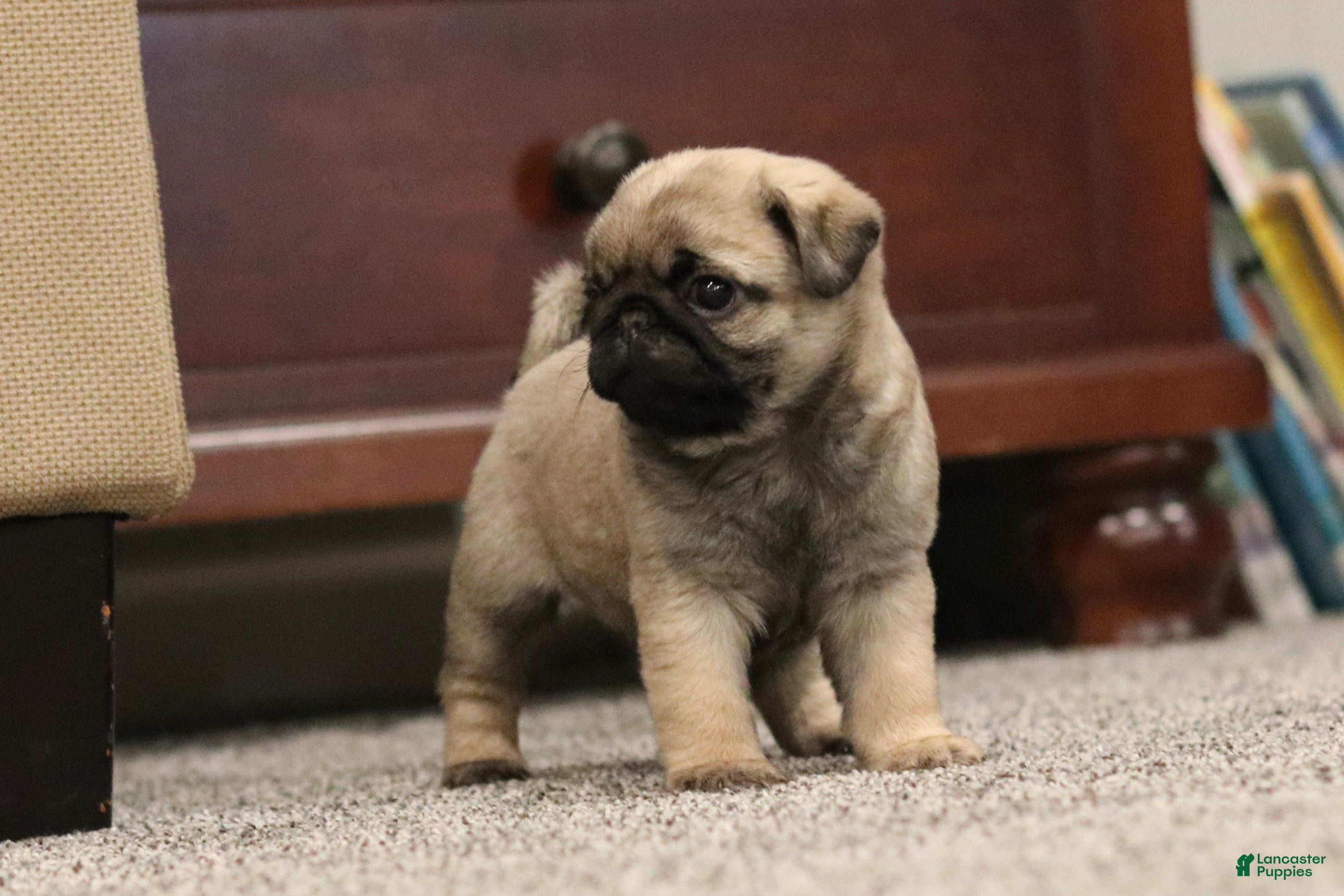 Pug dogs Champion Polly - Ad 5