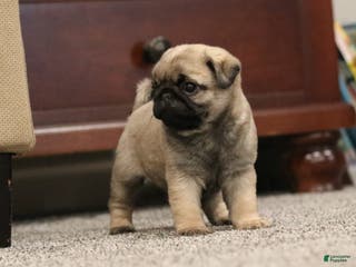 Pug dogs Champion Polly - Ad 38