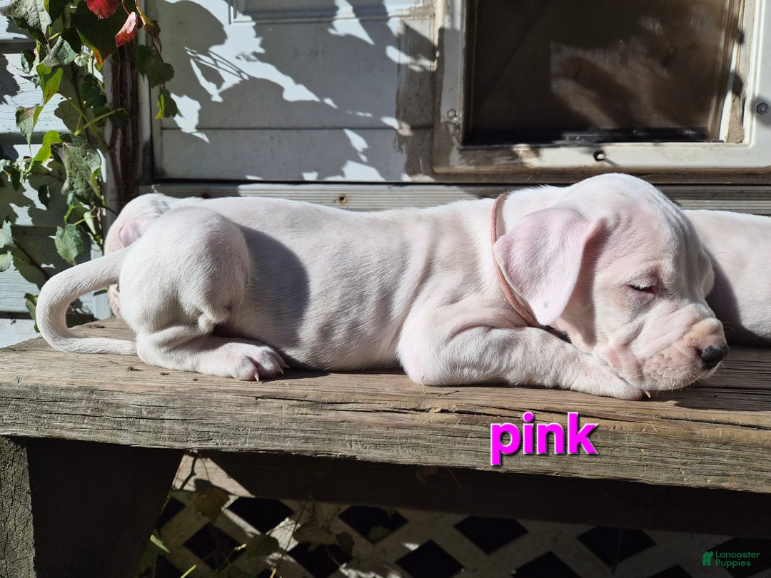 Dogo Argentino dogs for sale: Dogo Argentino Puppy 6 - Ad 4