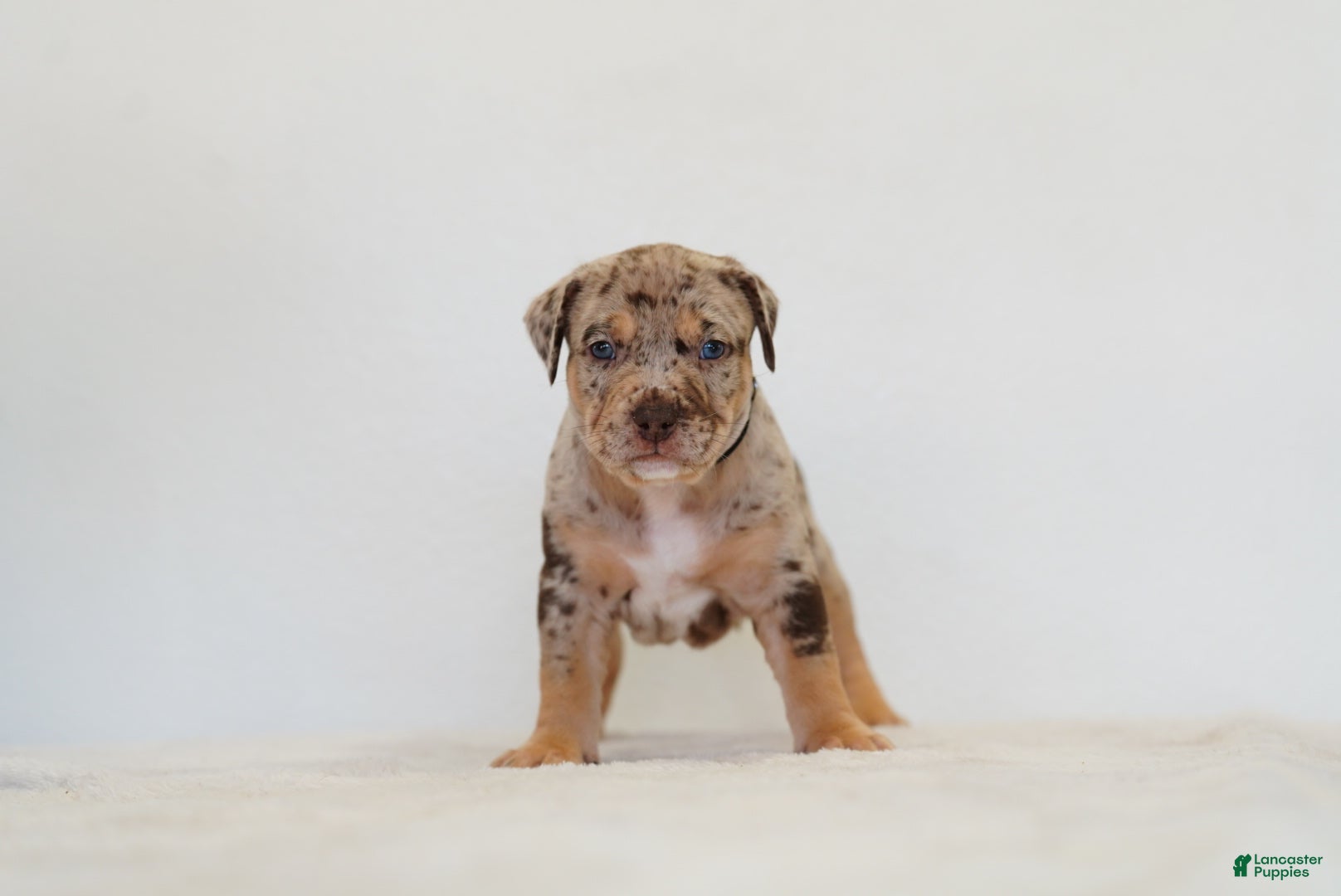 American Bully dogs American Bully 4 - Ad 1