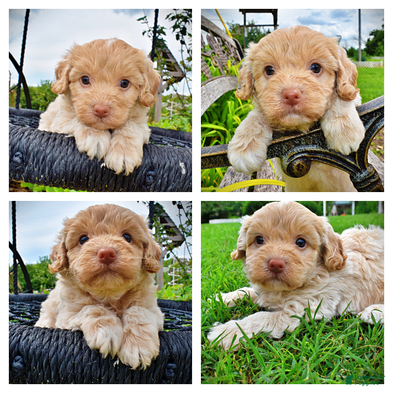 Havapoo dogs Valor - Ad 1