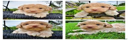Havapoo dogs for sale: Valor - Ad 1