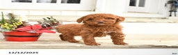 Miniature Labradoodle dogs for sale: Angel - Ad 2