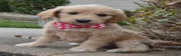 Mini Goldendoodle dogs for sale: Mini Gracie - Ad 7