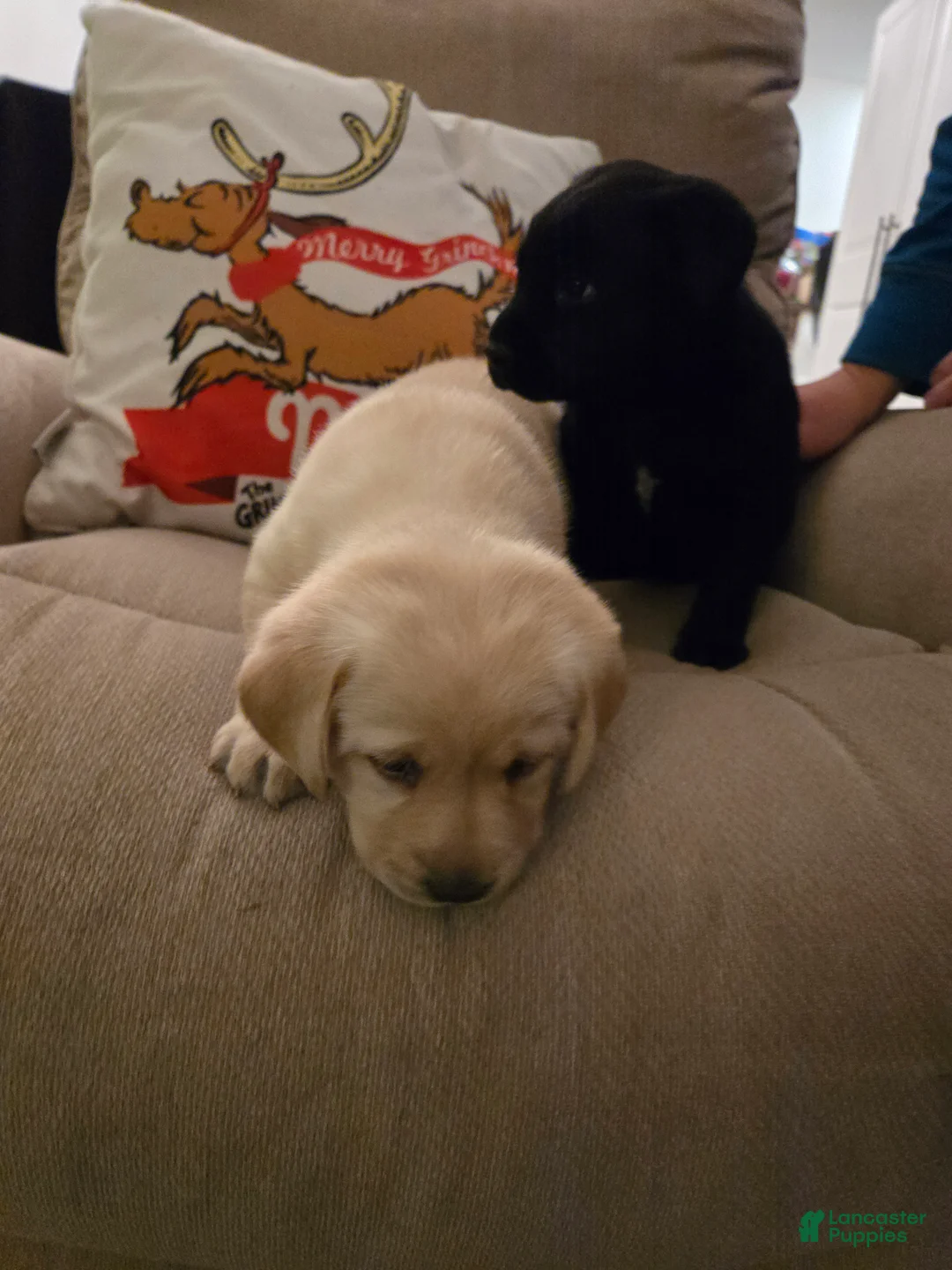 Labrador Retriever dogs for sale: Labrador Retriever Puppy 3 - Ad 3