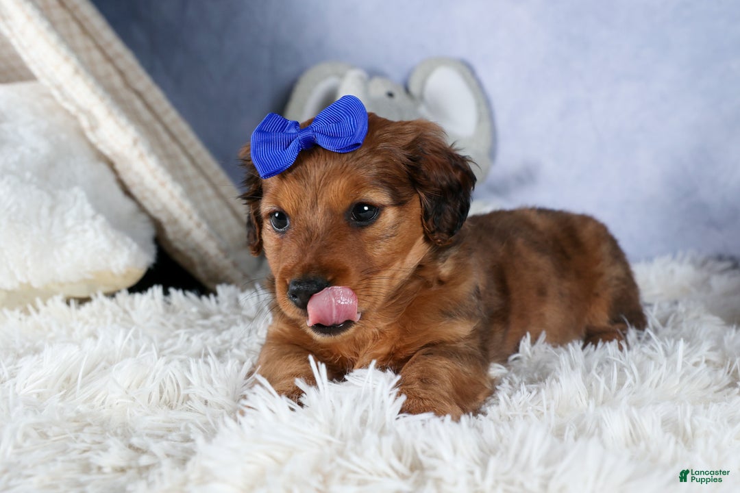 Miniature Dachshund dogs for sale: Jasper - Ad 5