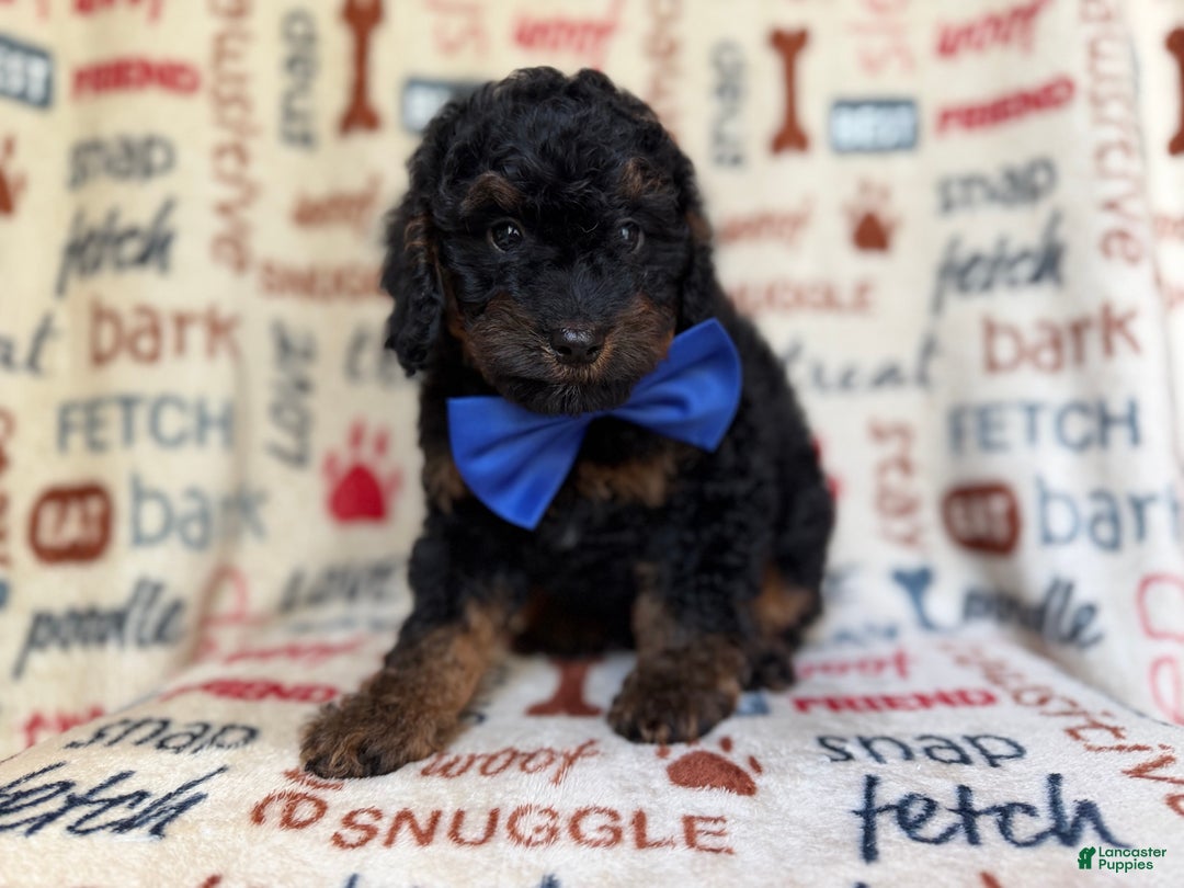 Cockapoo dogs for sale: Pecan - Ad 3