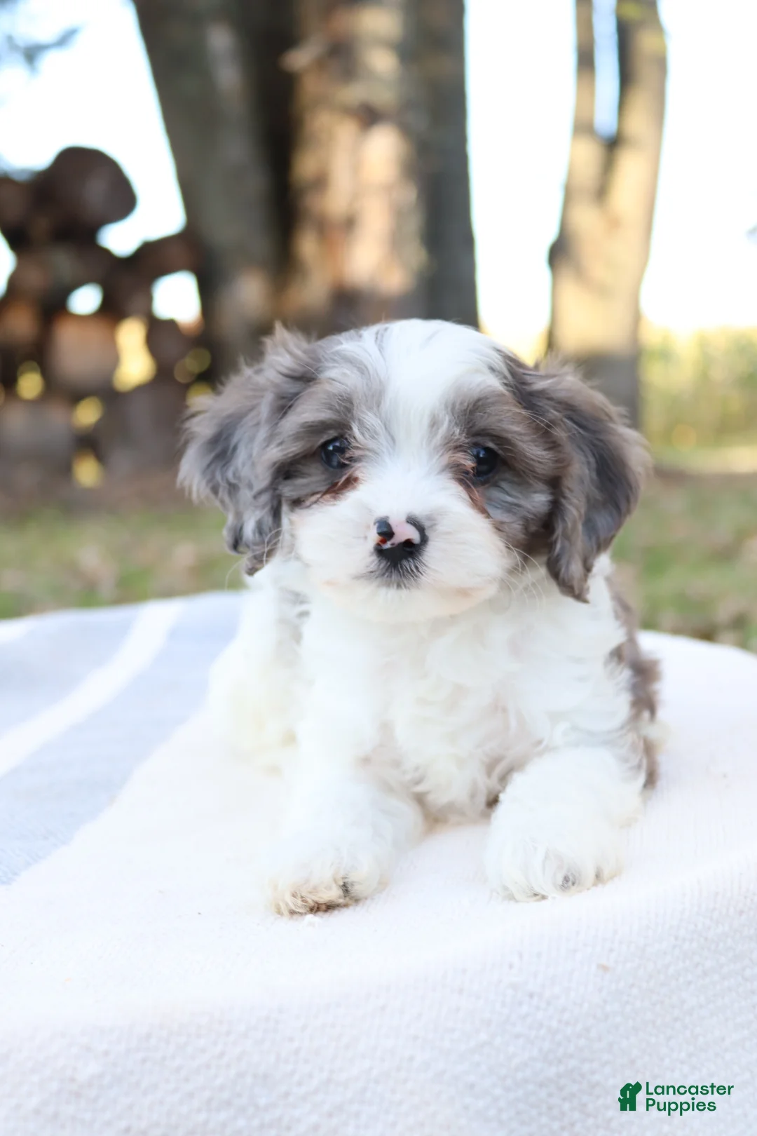 Cavapoo dogs for sale: Frost - Ad 1