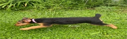 Airedale Terrier dogs for sale: AKC Zelle - Ad 4