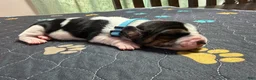 Basset Hound dogs for sale: Pedro- light blue - Ad 2