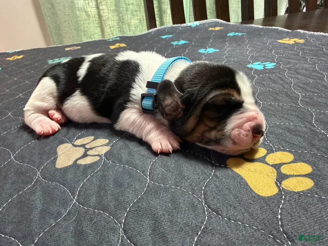 Basset Hound dogs for sale: Pedro- light blue - Ad 2