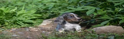 Miniature Dachshund dogs for sale: Molly - Ad 4