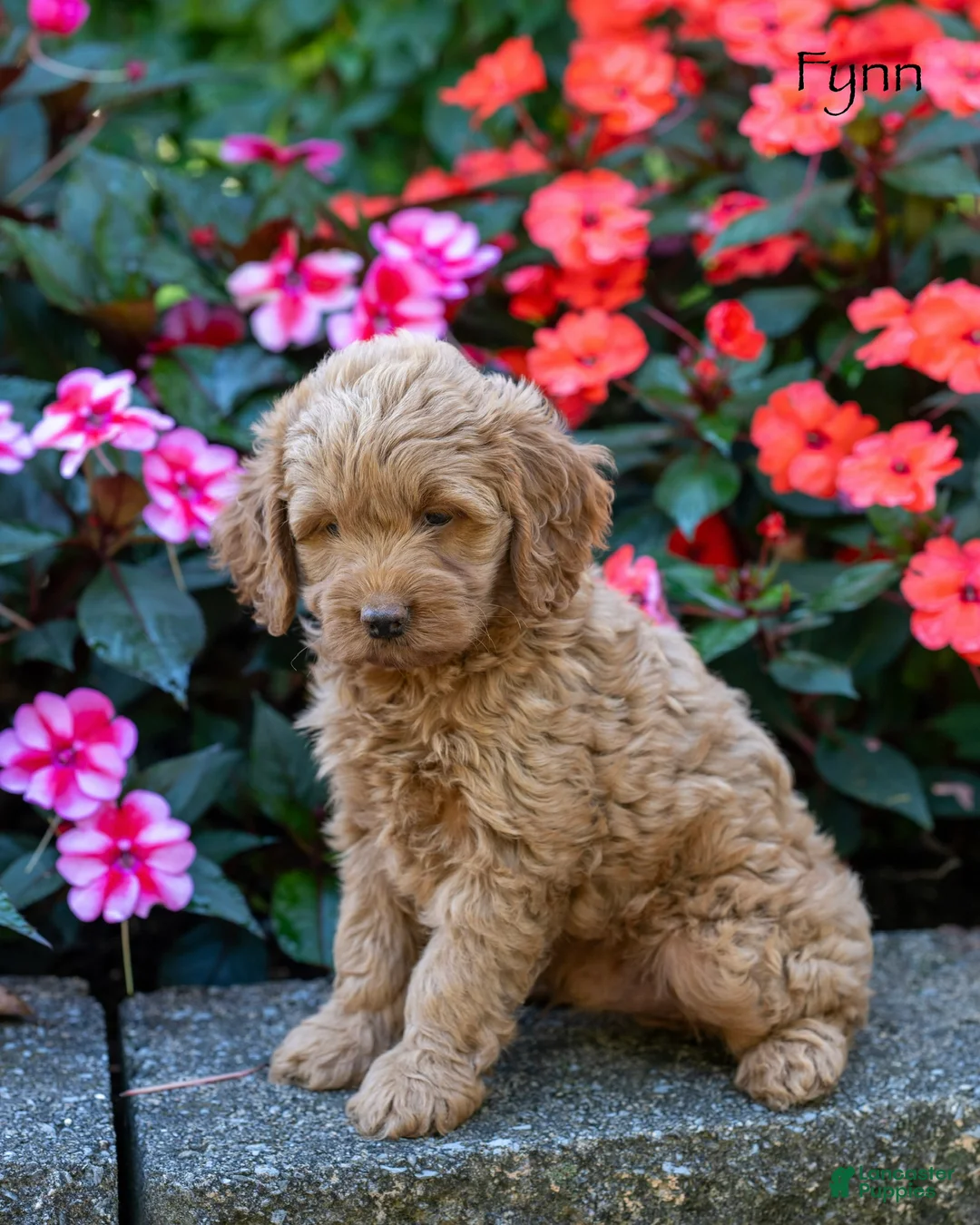 Cockapoo dogs for sale: Fynn - Ad 5