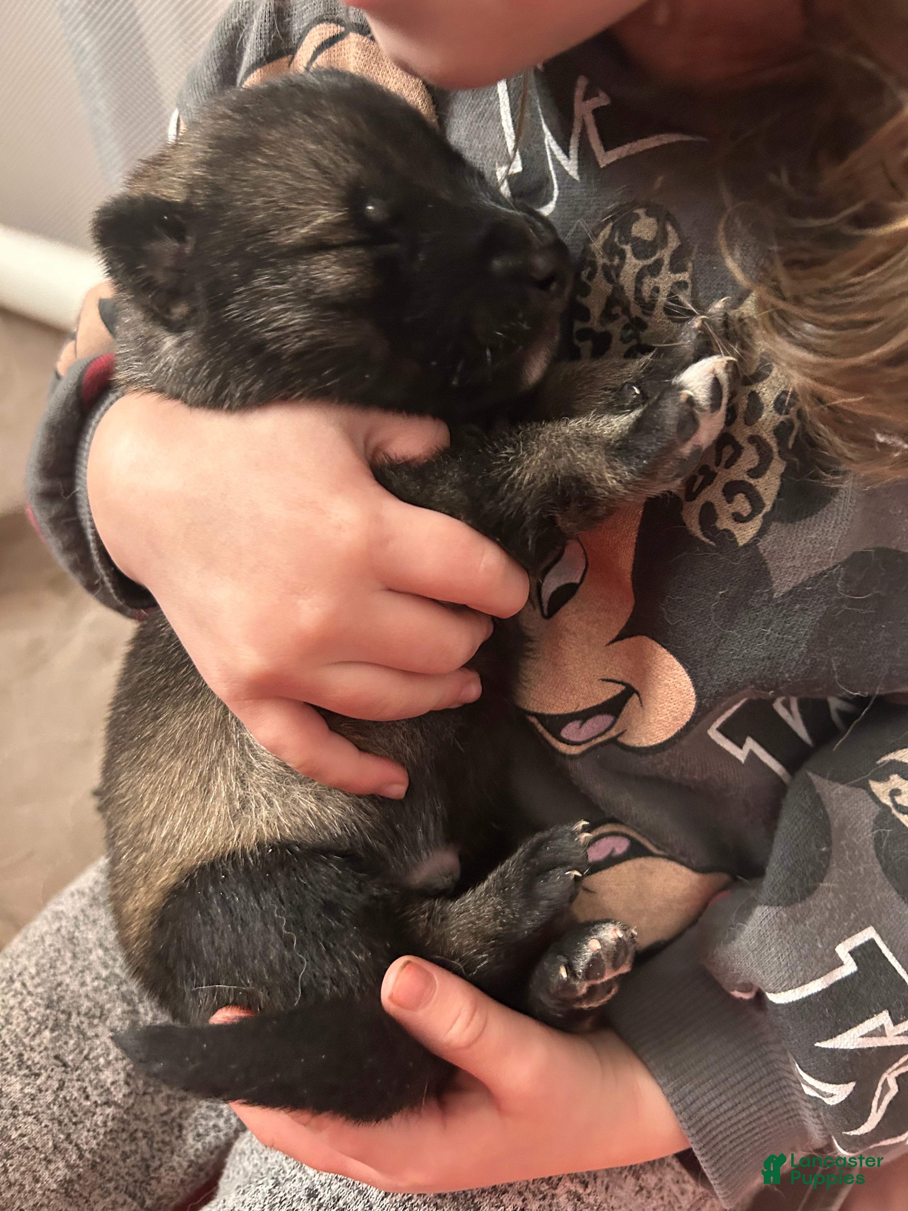 Gerberian Shepsky dogs Gerberian Shepsky Puppy 3 - Ad 22