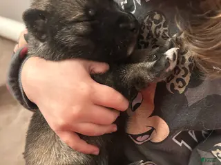 Gerberian Shepsky dogs Gerberian Shepsky Puppy 3 - Ad 22