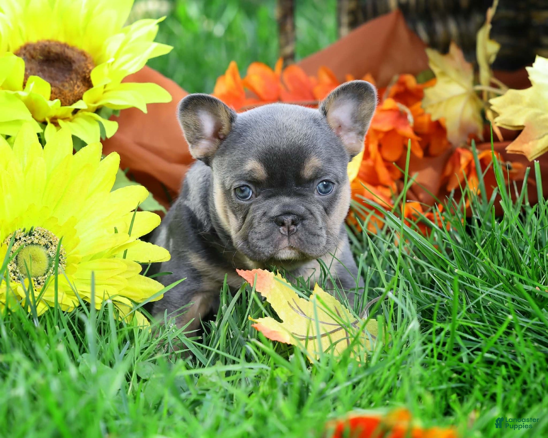 French Bulldog dogs for sale: Blue with tan points female - Ad 1