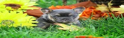 French Bulldog dogs for sale: Blue with tan points female - Ad 1