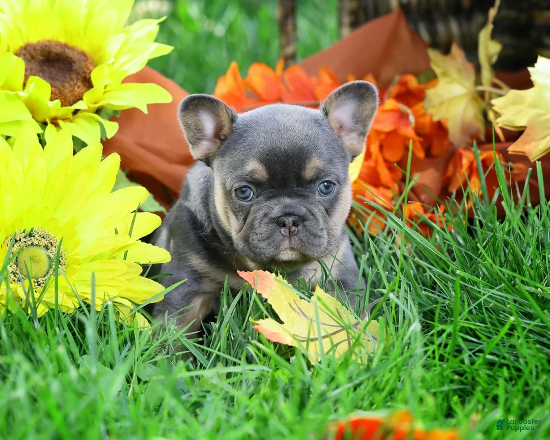 French Bulldog dogs for sale: Blue with tan points female - Ad 1