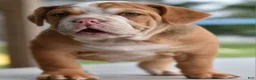 Mixed Breed dogs for sale: Hercules Bulldog hybrid  - Ad 24