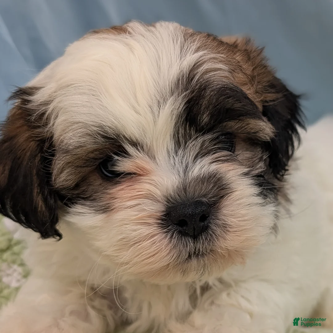 Teddy Bear dogs for sale: Owl - Ad 2