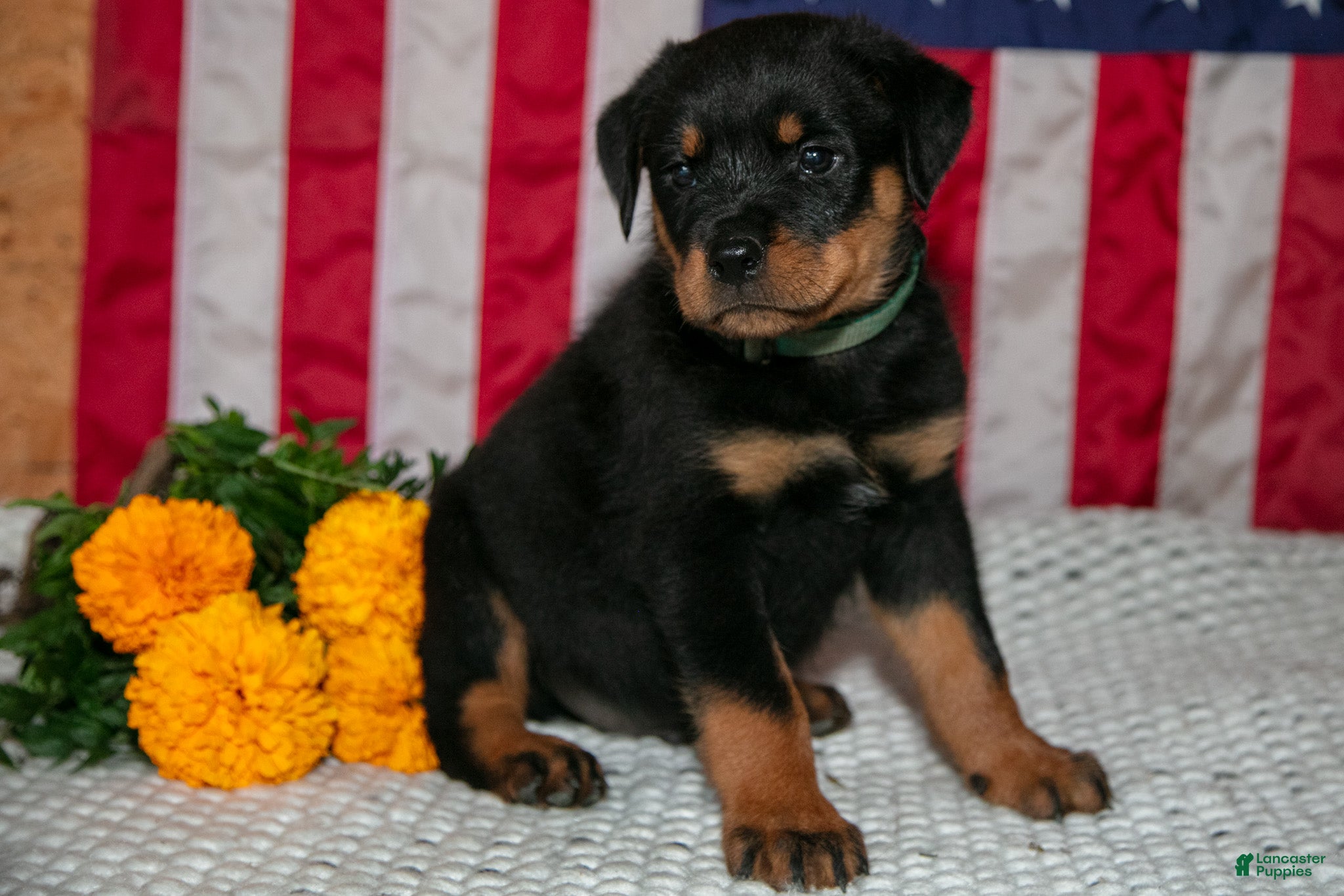 Rottweiler dogs Titan - Ad 2