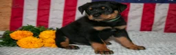 Rottweiler dogs for sale: Titan - Ad 2