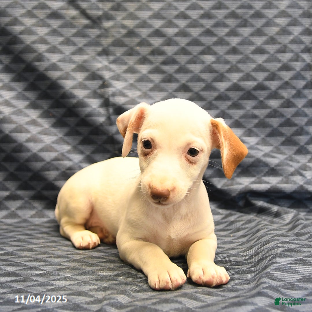 Jack Russell Terrier dogs for sale: Alice - Ad 2