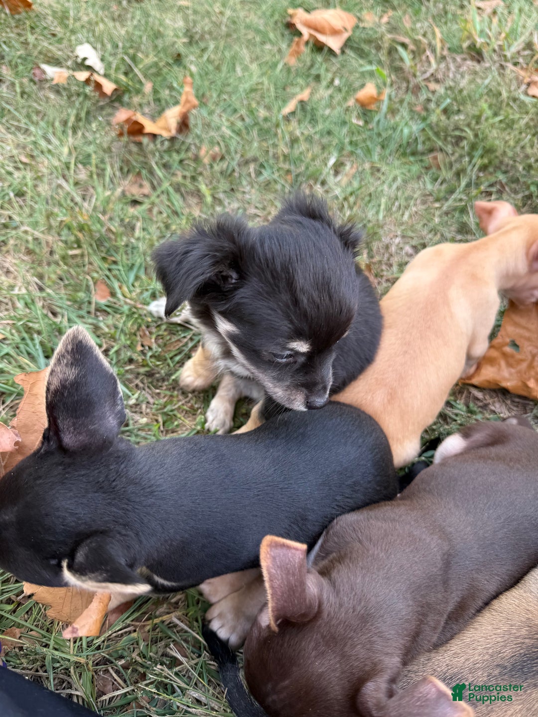 Chihuahua dogs for sale: Little bear - Ad 6