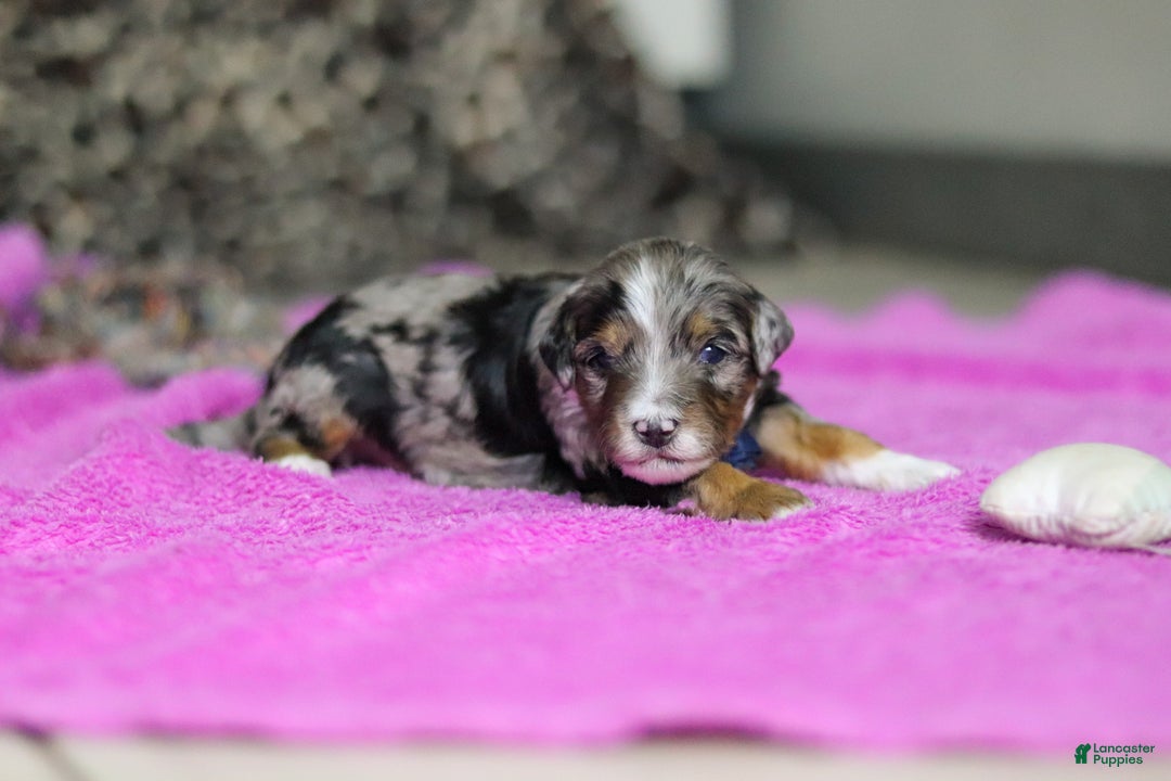 Mini Bernedoodle dogs for sale: Dallas — Male — $2499 - Ad 4