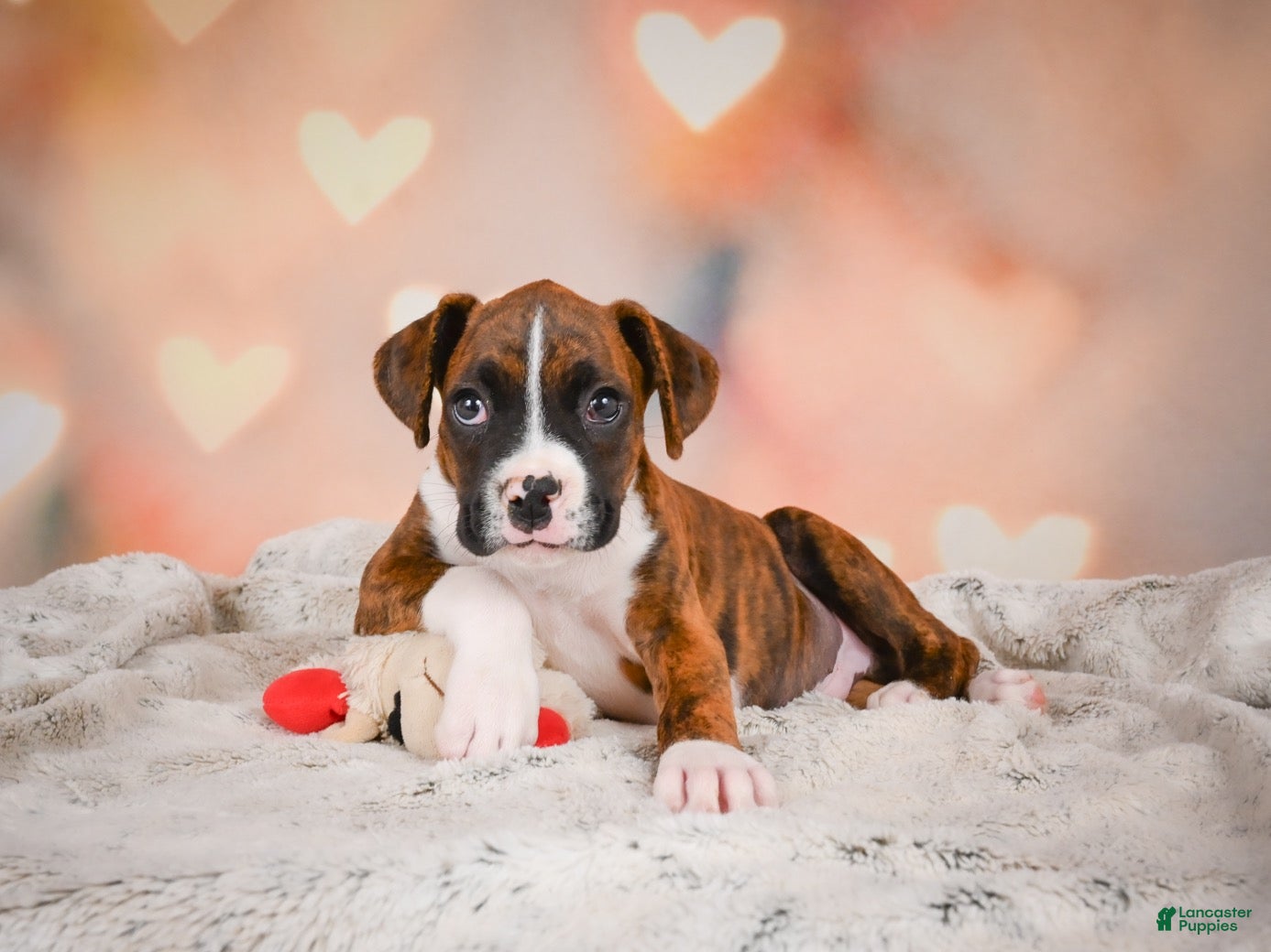 Boxer dogs Mac - Ad 2