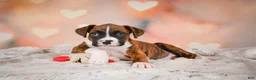 Boxer dogs for sale: Mac - Ad 4
