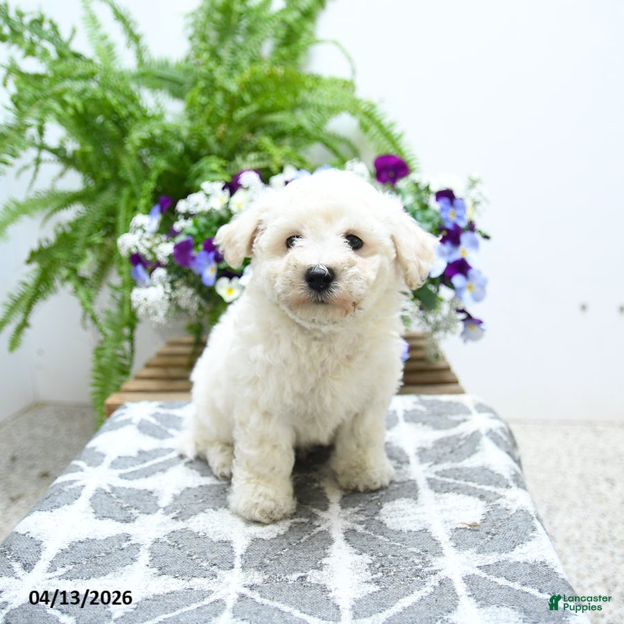 Bichon Frise dogs Chandler - Ad 1