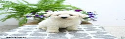 Bichon Frise dogs for sale: Chandler - Ad 1