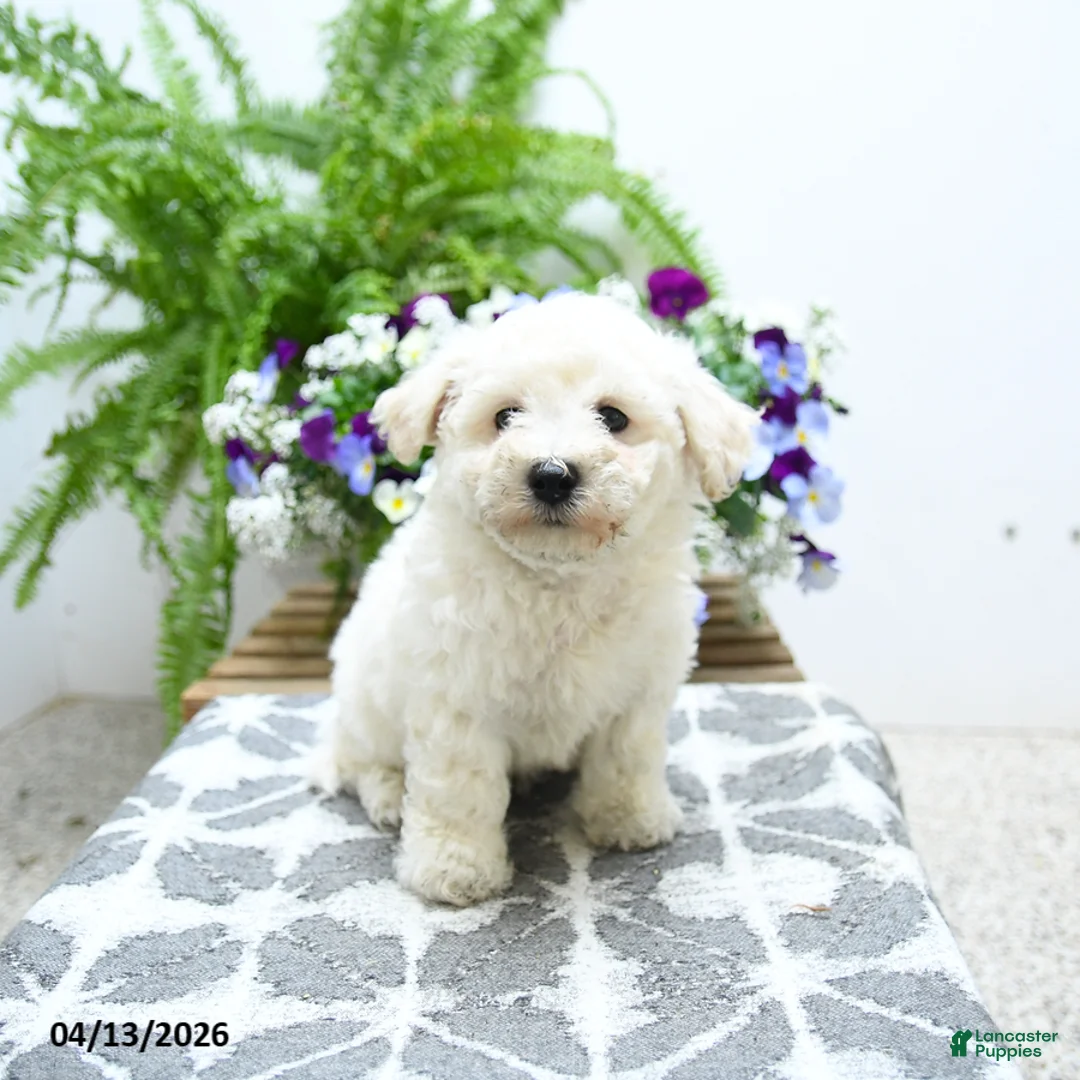 Bichon Frise dogs for sale: Chandler - Ad 1